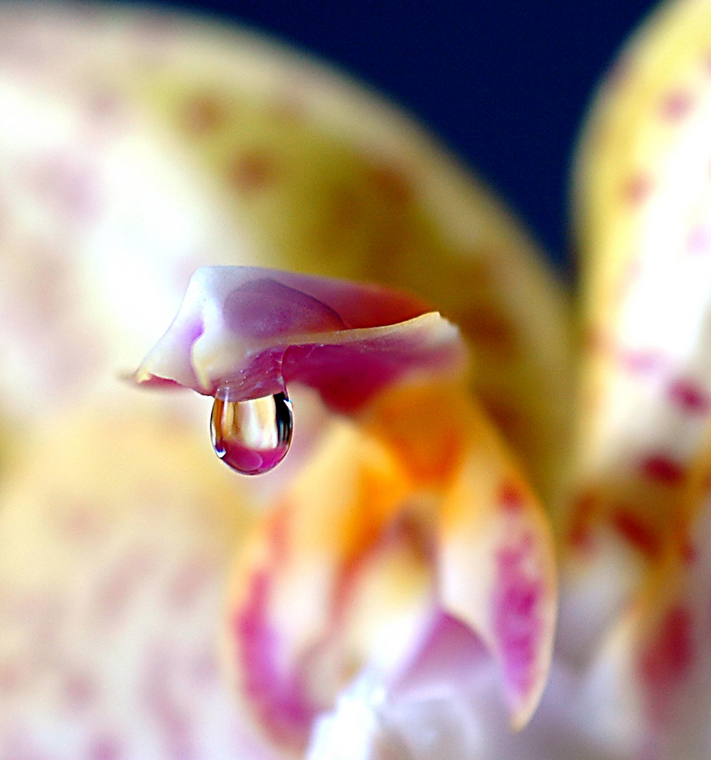 SCHÄRFEVERLAUF : Tropfen auf einem Orchideenblatt