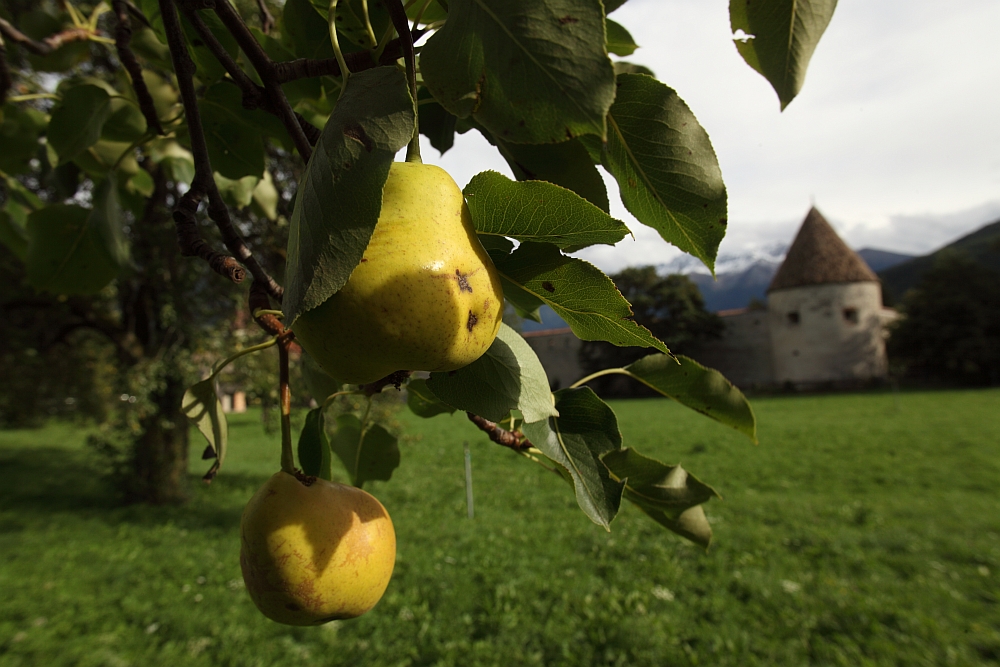 Schätze aus dem Vinschgau: Die Palabirne