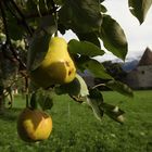 Schätze aus dem Vinschgau: Die Palabirne