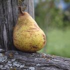 Schätze aus dem Vinschgau: Palabirnen