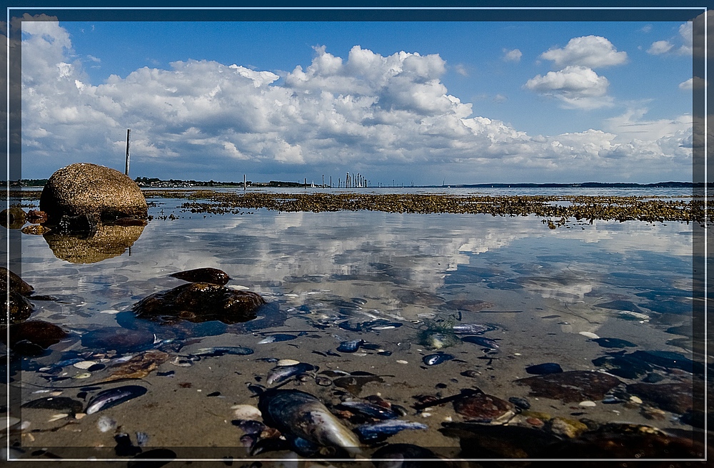 Schätze der Ostsee - Muscheln und Steine