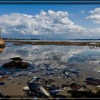 Schätze der Ostsee - Muscheln und Steine