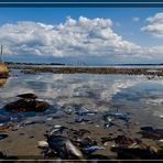 Schätze der Ostsee - Muscheln und Steine