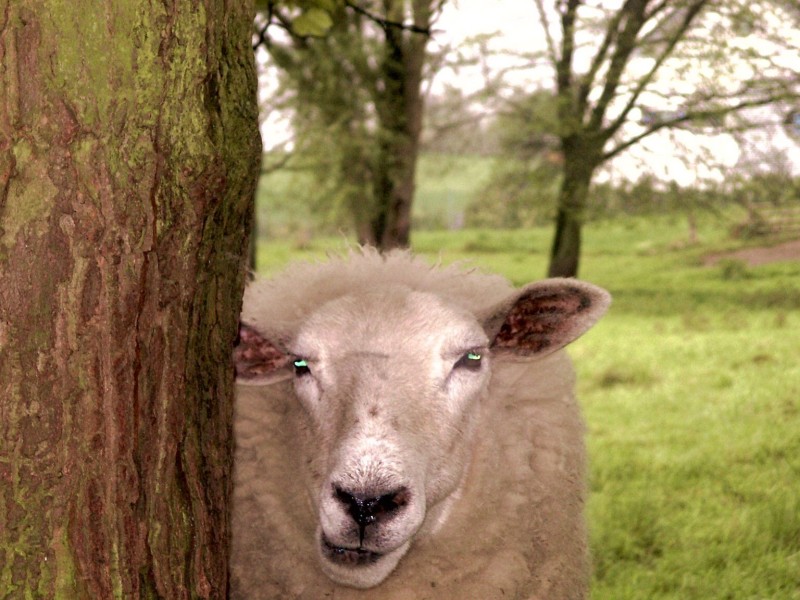 Schaf am Baum