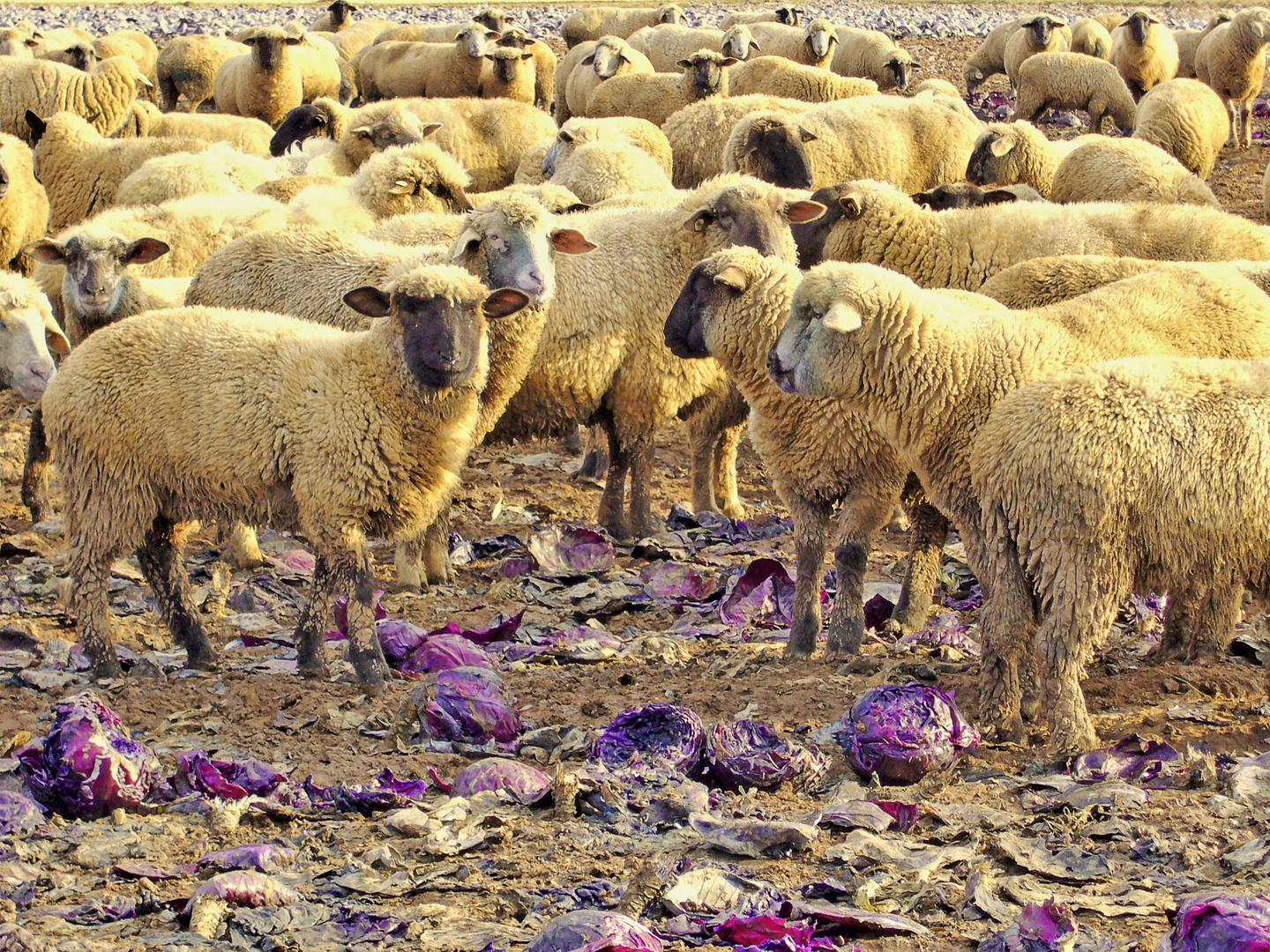 Schaf an Rotkohl 1