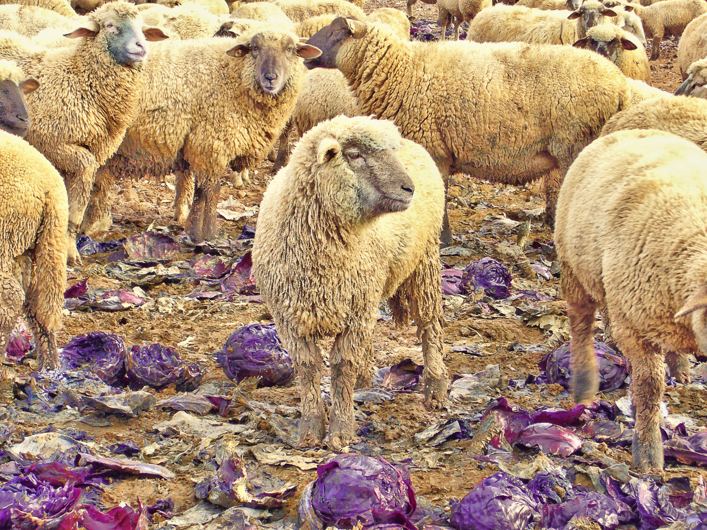 Schaf an Rotkohl 2