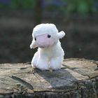 Schaf auf Baumstamm