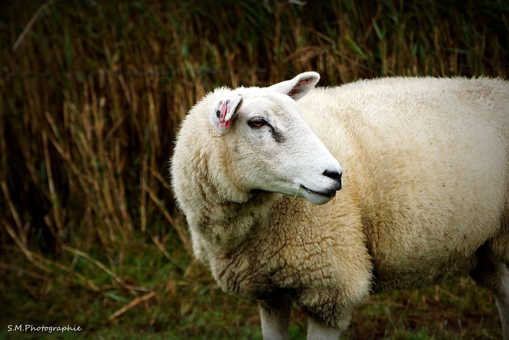 Schaf auf dem Damm auf Sylt