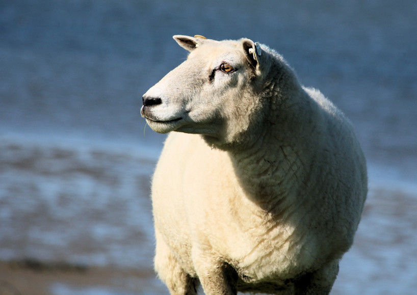 Schaf auf dem Deich