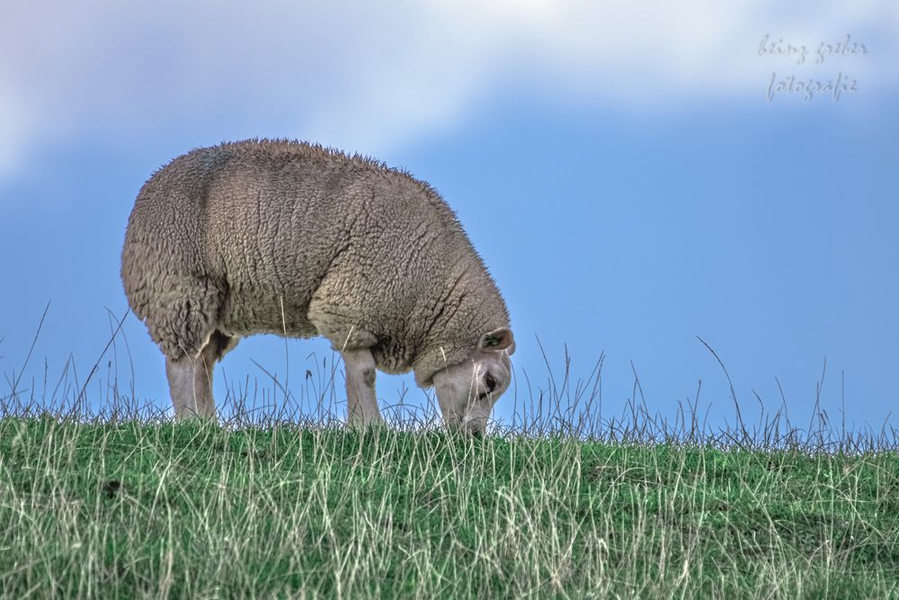 Schaf auf dem Deich