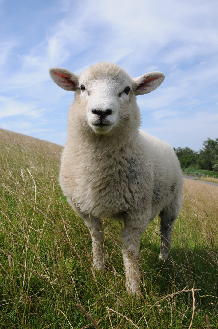 Schaf auf dem Deich in der Nähe des Westerhever Leuchtturms