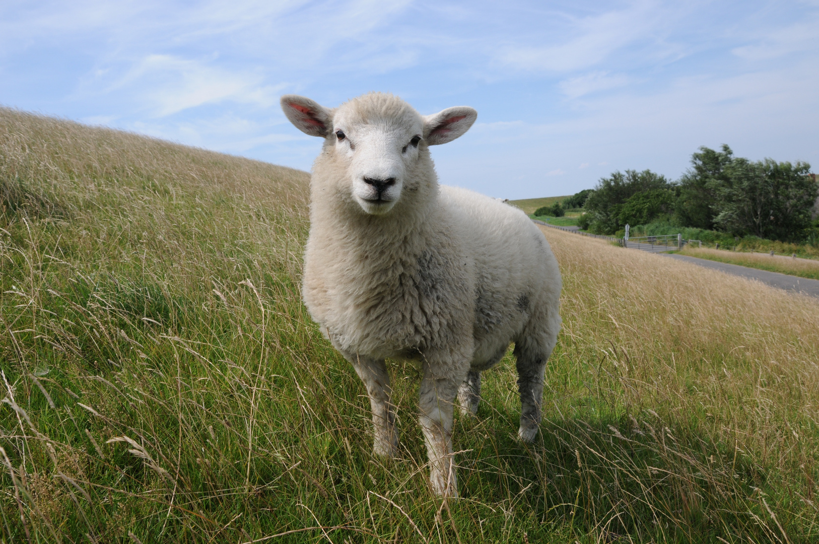 Schaf auf dem Deich in der Nähe vom Leuchtturm Westerhever 1