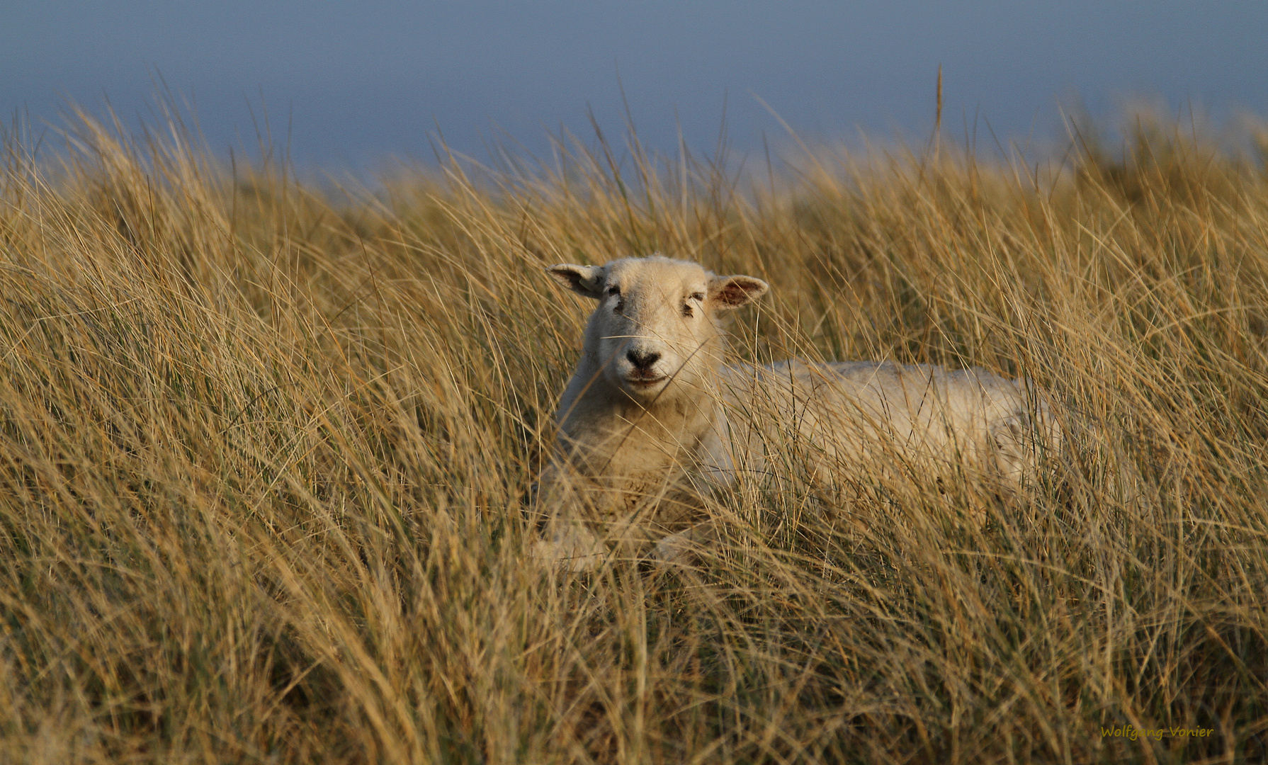 Schaf auf dem Ellenbogen auf Sylt