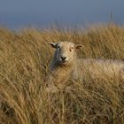 Schaf auf dem Ellenbogen auf Sylt