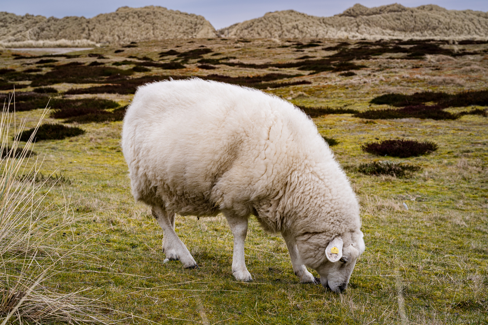 Schaf auf dem Ellenbogen/Sylt