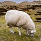 Schaf auf dem Ellenbogen/Sylt