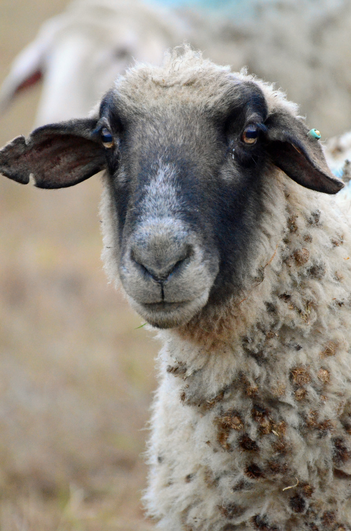 Schaf auf den Elbwiesen