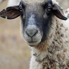 Schaf auf den Elbwiesen