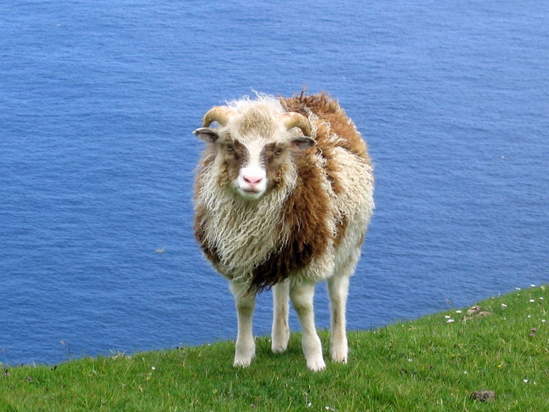 Schaf auf den Färöer Inseln