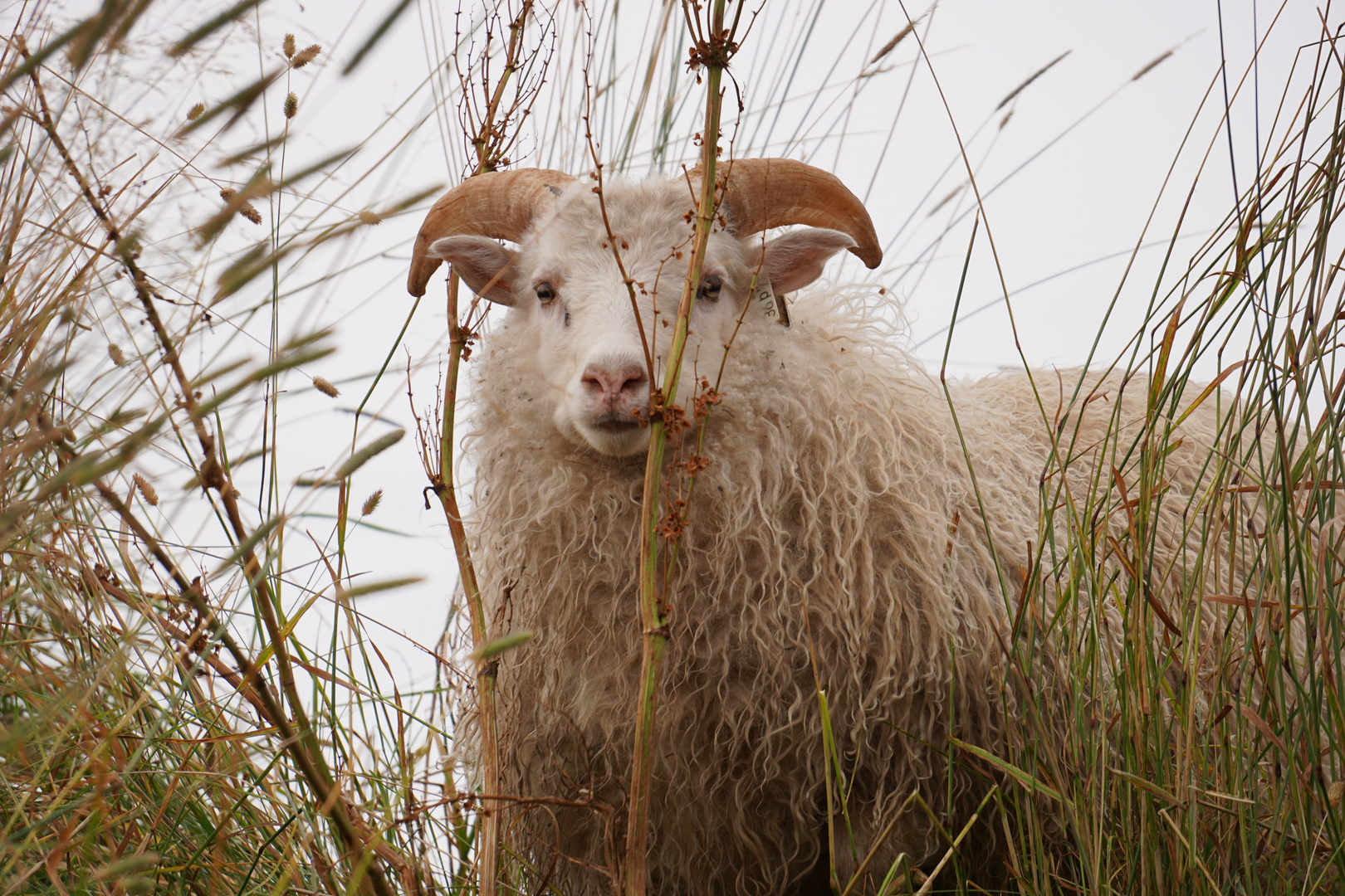 Schaf auf der Weide