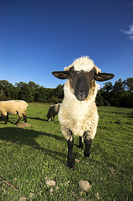 Schaf auf der Weide