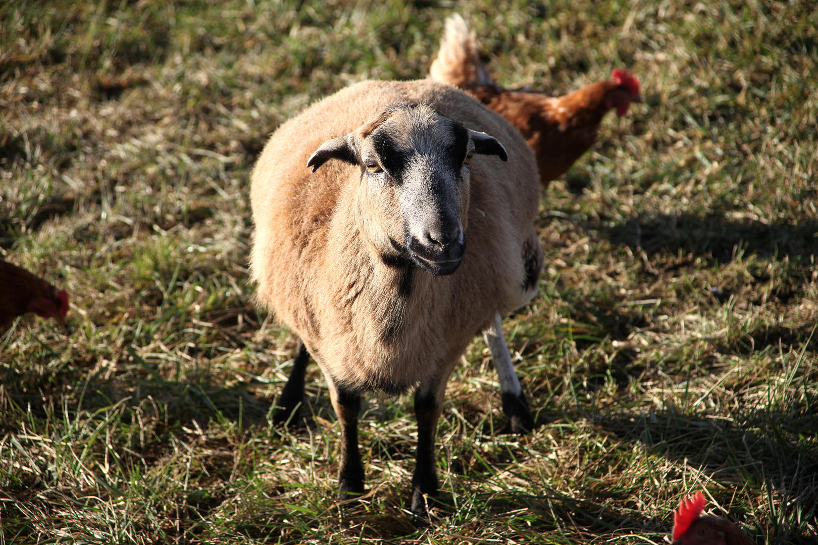 Schaf auf einem Biohof