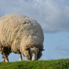 Schaf auf einem Deich bei Husum