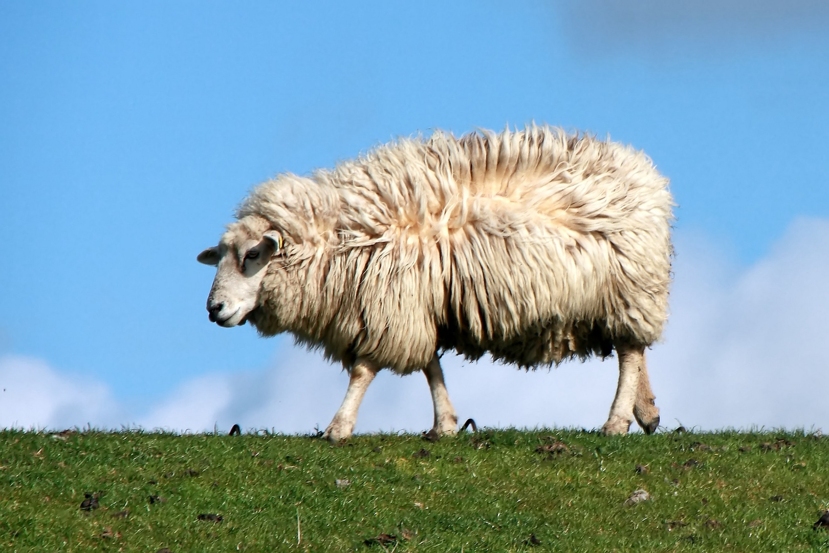 Schaf auf einem Deich in Nordfriesland