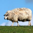 Schaf auf einem Deich in Nordfriesland