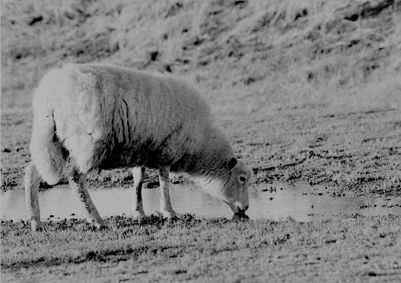 Schaf auf Sylt