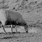 Schaf auf Sylt