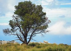 Schaf, Baum, Mallorcas Himmel