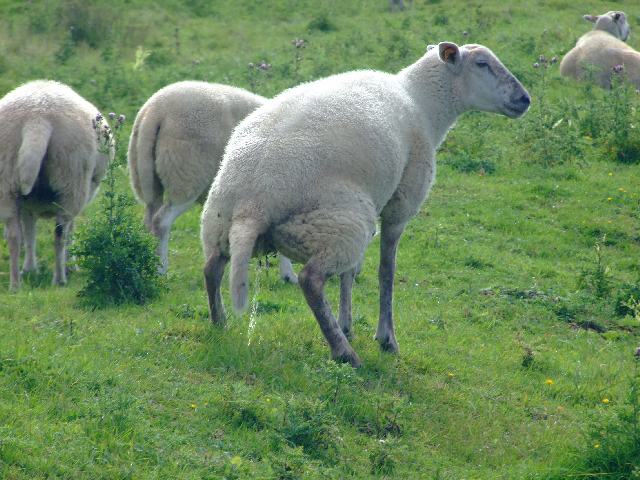 Schaf beim Pinkeln