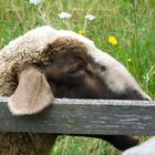 Schaf-beim-Schlaf