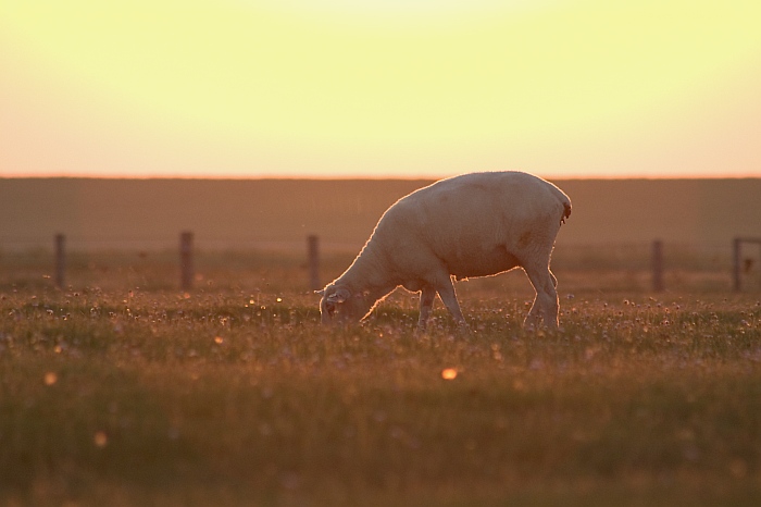 Schaf beim Sonnenaufgang