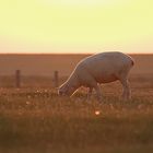 Schaf beim Sonnenaufgang