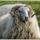Schaf beim Sonnenbad