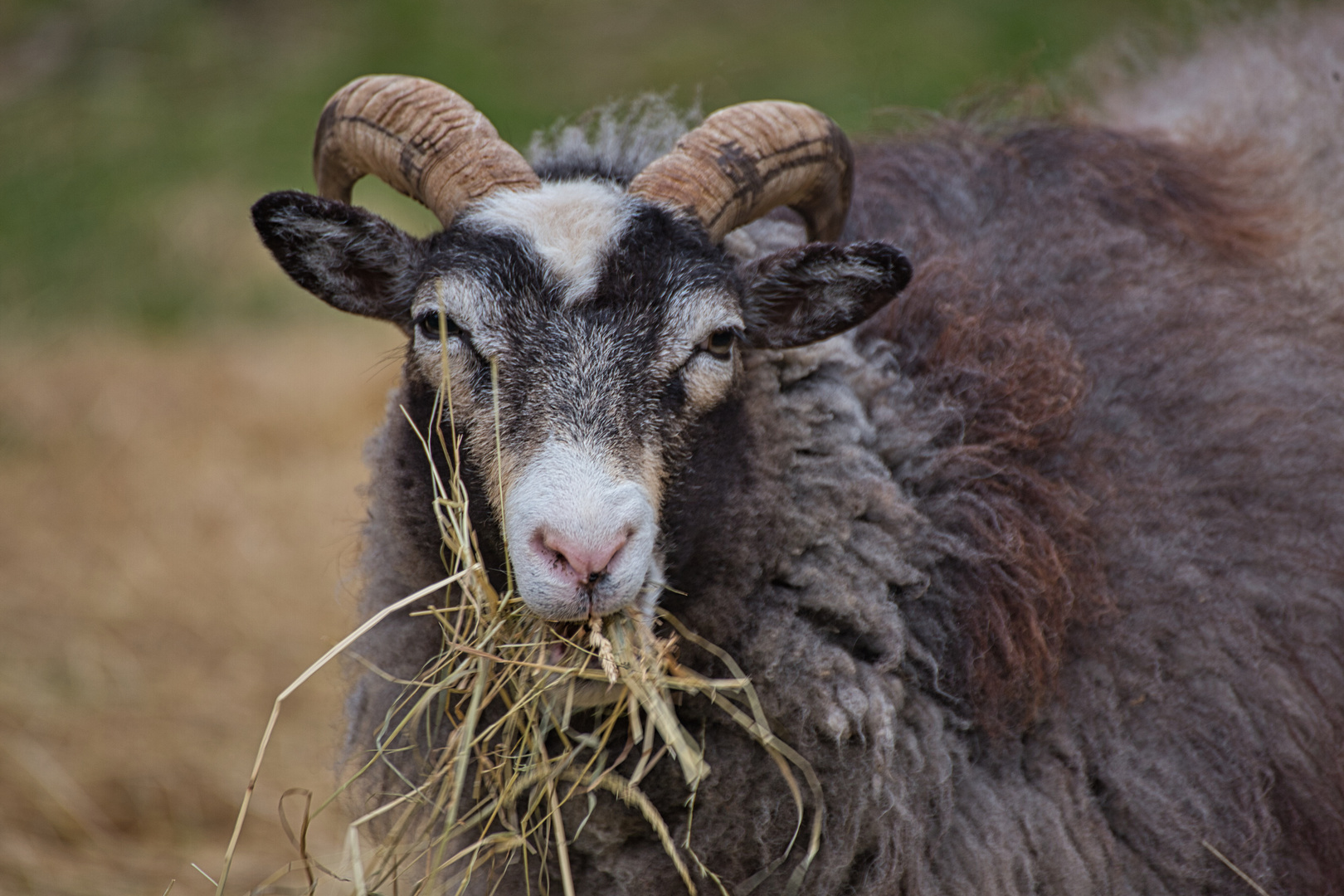 Schaf Bock