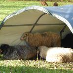 Schaf-Camping...