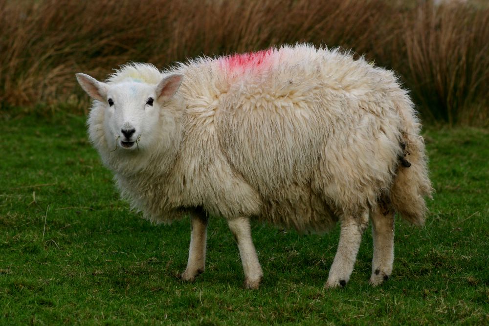 Schaf der Rotrücken Gattung