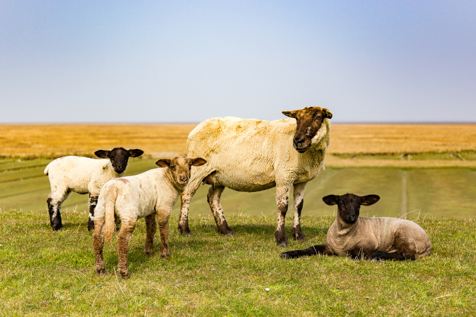 Schaf-Familie