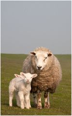 Schaf-Familie