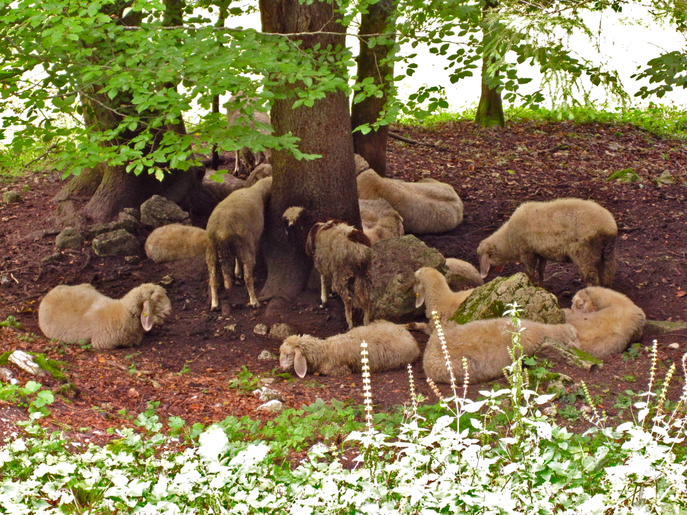 Schaf-Idyll beim Hallstatter Gräberfeld