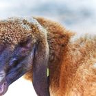 Schaf im Frühstückshimmel im Wormser Tierpark