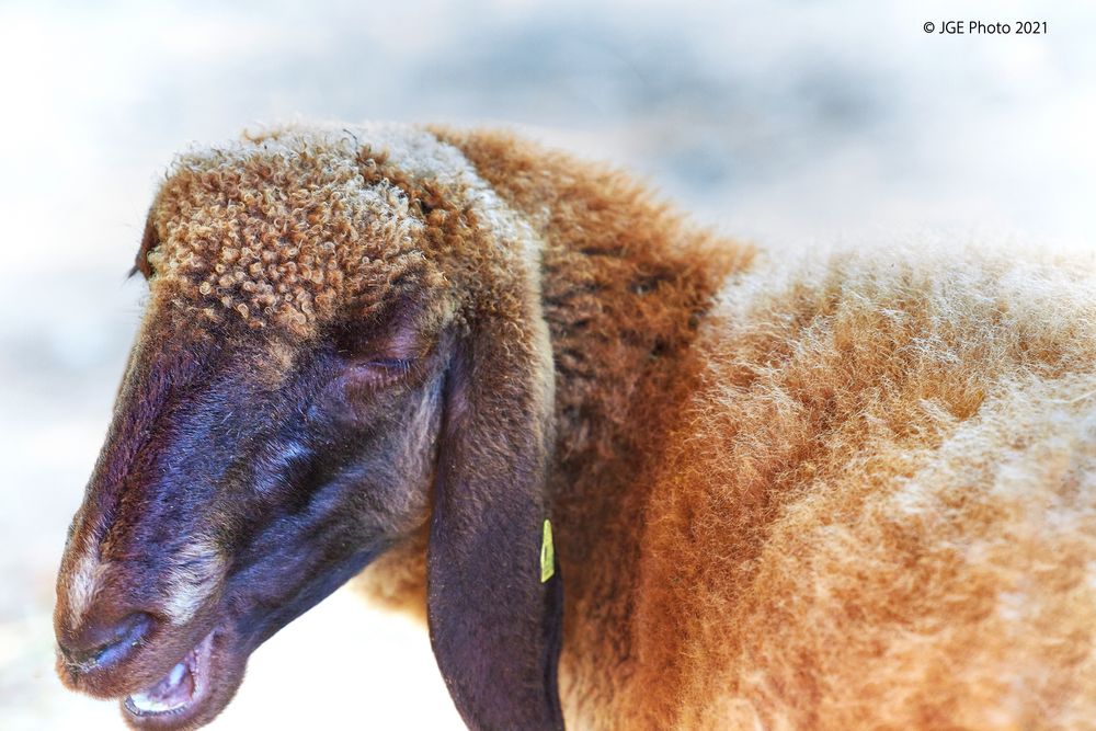 Schaf im Frühstückshimmel im Wormser Tierpark