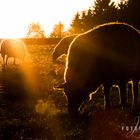 Schaf im Gegenlicht 