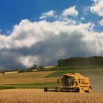 Schaf im Hochformat mit Himmel