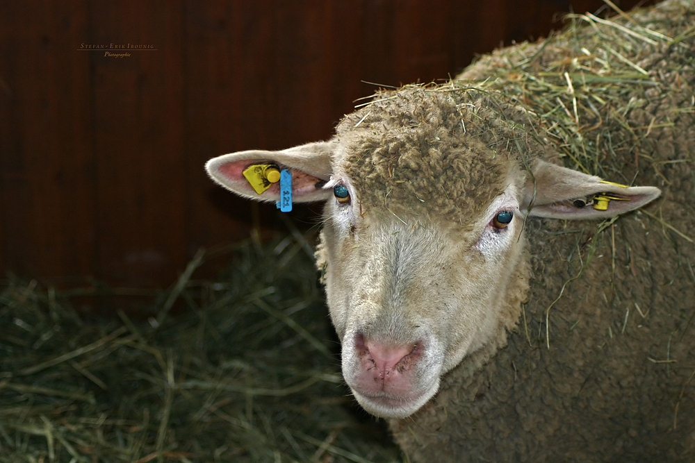 "Schaf im kleinen Weihnachtsstall"