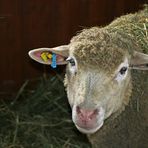 "Schaf im kleinen Weihnachtsstall"