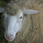 "Schaf im kleinen Weihnachtsstall"